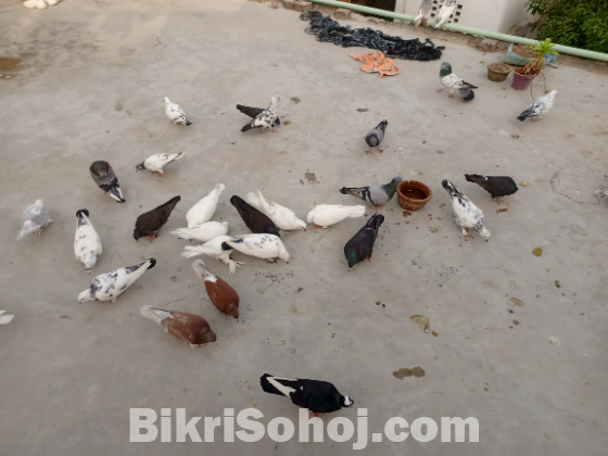 বাজিগর পাখি৷ ও কবি তোর